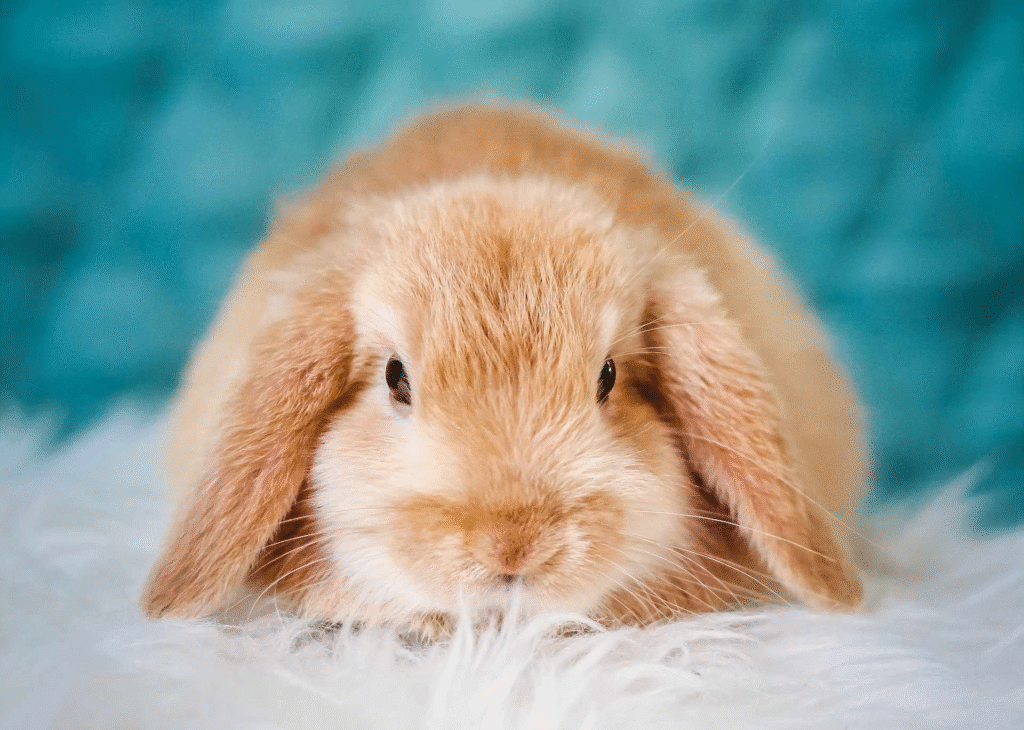 króliczek na puszystym białym kocu na turkusowym tle