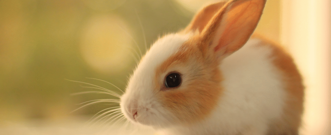 Kompleksowy przewodnik: Jak dbać o zdrowie i dobrostan swojego zwierzęcia domowego