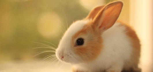 Kompleksowy przewodnik: Jak dbać o zdrowie i dobrostan swojego zwierzęcia domowego