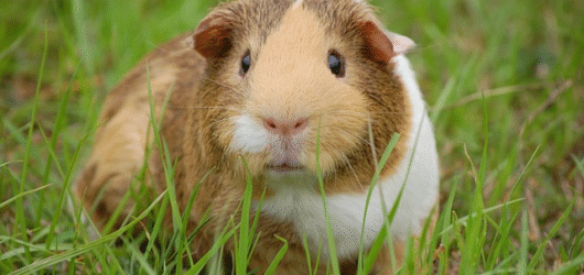 Profilaktyka zdrowotna zwierząt domowych – jak dbać o pupila na co dzień